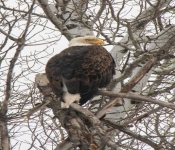 2021 01 10 NorthernMN 041